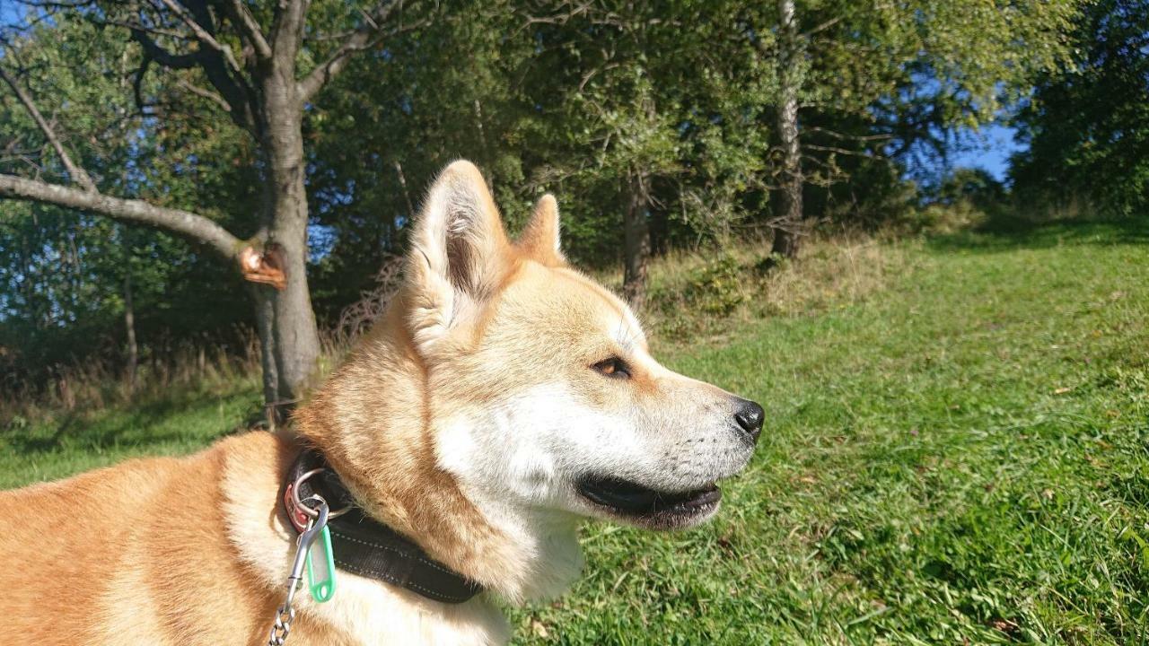 Apartamenty Widokowa Korbielów Esterno foto